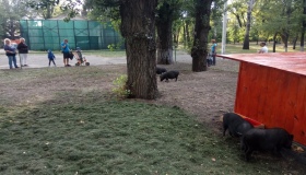 У Міський сад Кременчука запустили свиней